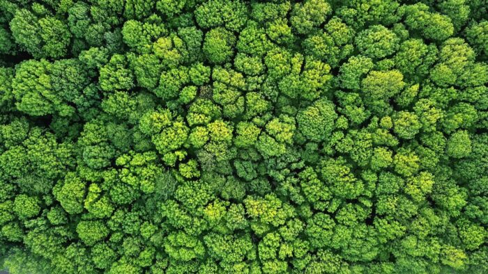 Green Forest to showcase reduced emissions